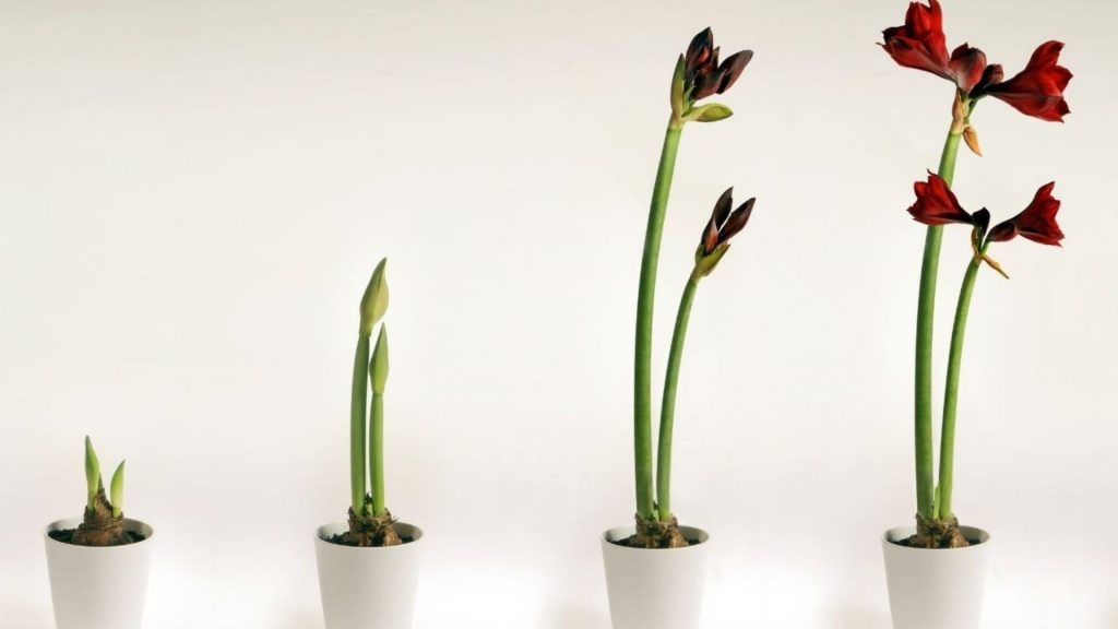 Growing steps of a flower